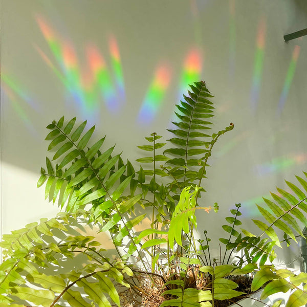 Regenbogen Aufkleber – You shine so bright